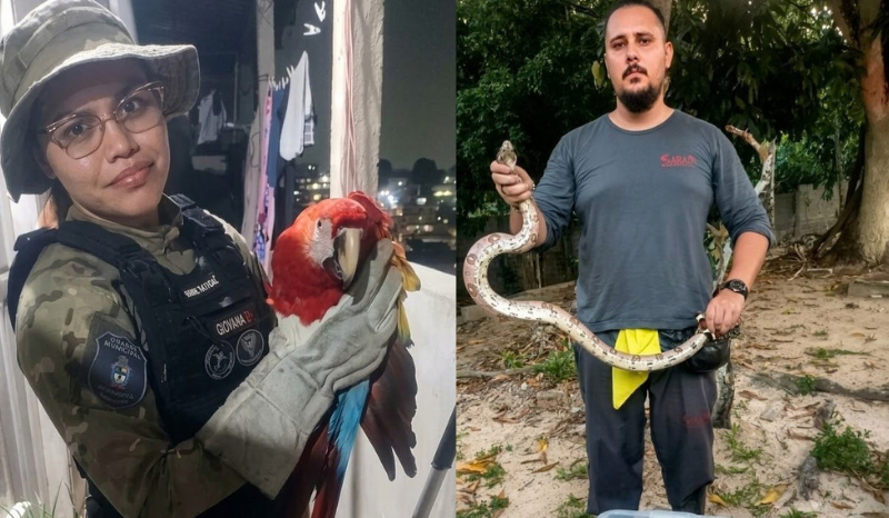 Resgate de Animais Silvestres em Manaus: Aves e Cobra Foram Salvas