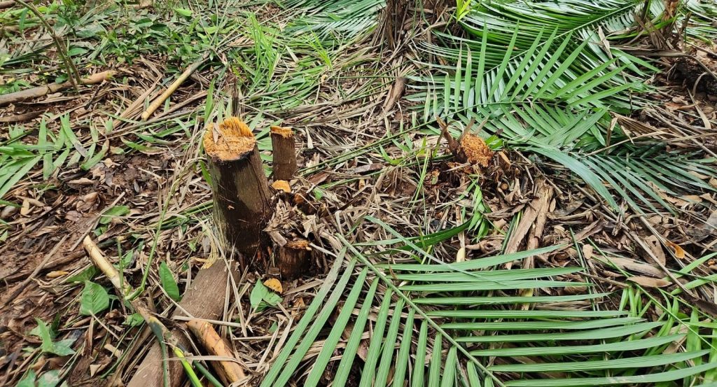 23 presos e 2 adolescentes apreendidos por desmatamento na Compensa, Manaus