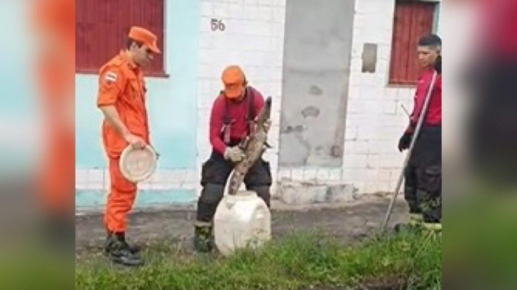 Filhote de jacaré é resgatado em rua de Manaus por bombeiros