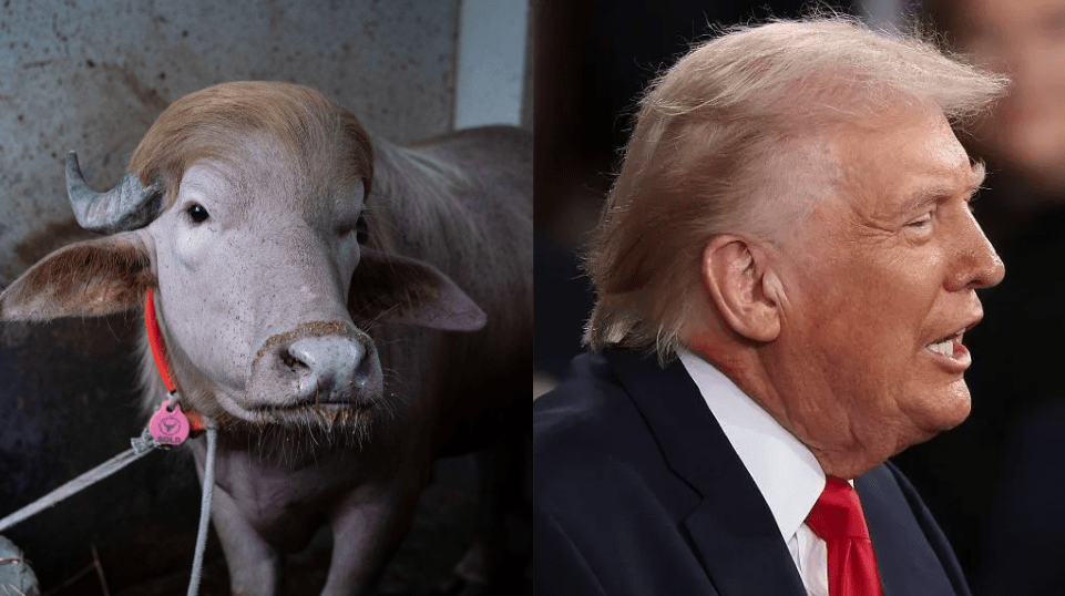 Búfalo albino chama atenção em Bangladesh por semelhança com Donald Trump