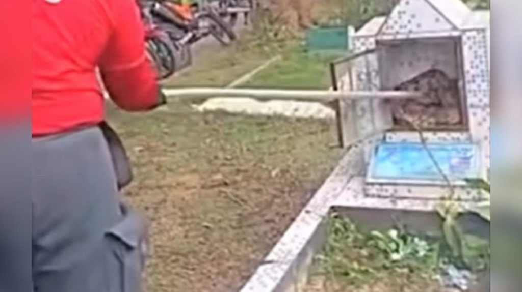 Sapo e cobra são resgatados de túmulo em cemitério de Manaus no Dia das Mães