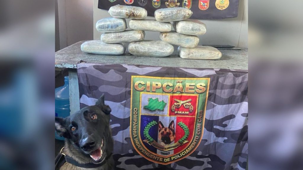 Forças de Segurança apreendem mais de 12 kg de skunk em barco de Coari
