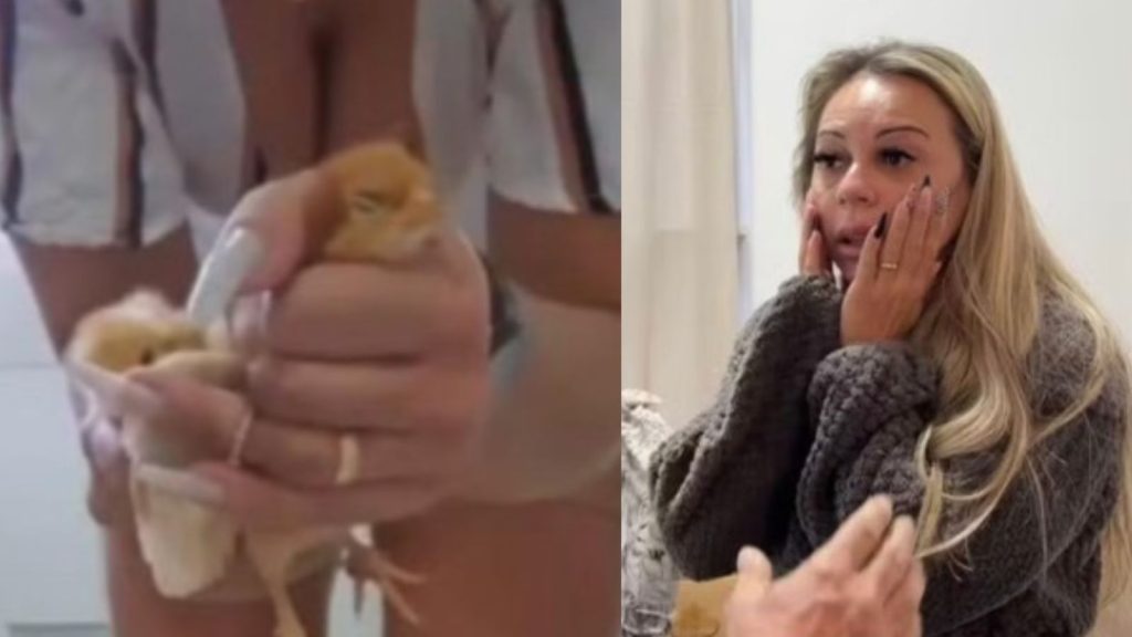 Empresária é presa em SP suspeita de torturar e matar animais para vídeos