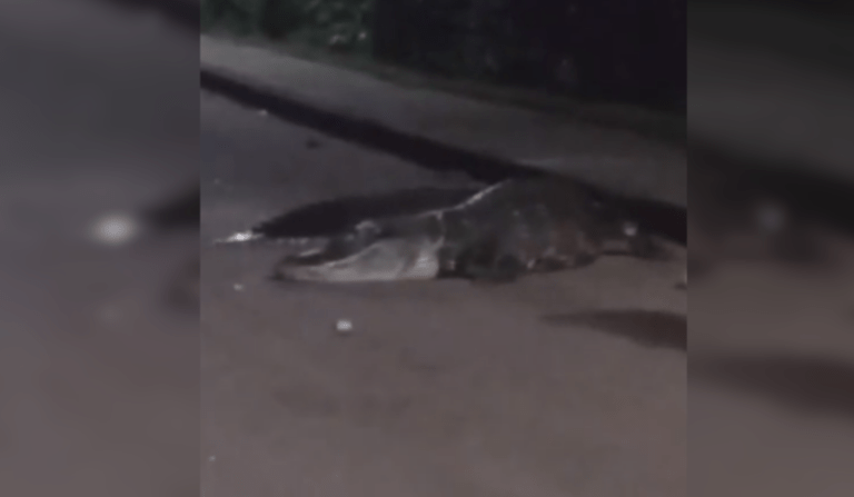 Vídeos mostram jacaré atravessando estrada em Iranduba