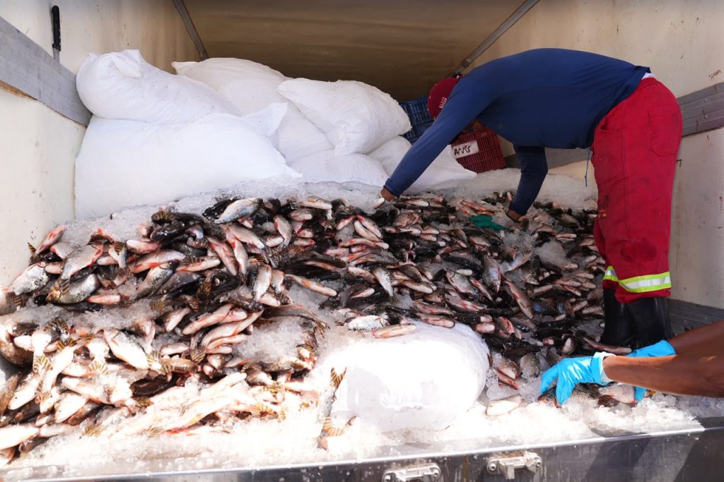 Programa Jaraqui da Gente oferece peixe gratuito a famílias de Manaus