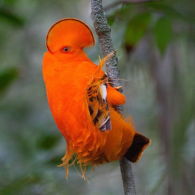 Animais amazônicos utilizam estratégias variadas de cortejo na reprodução