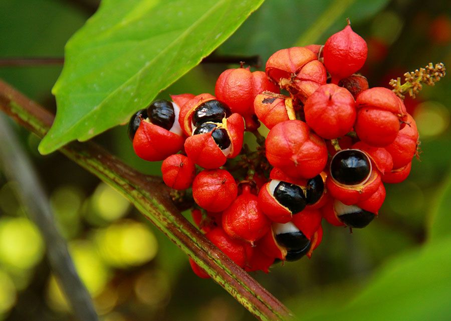 Método sustentável extrai cafeína da casca do guaraná com inovação