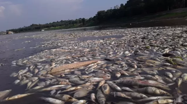 Ar seco causado pelo El Niño de 2026 já afeta a Amazônia e ameaça fauna