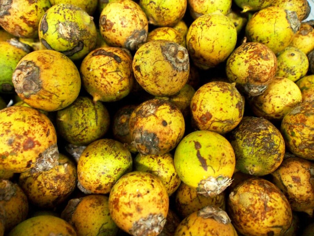 Alimentos Amazônicos como Tambaqui e Açaí Podem Combater a Obesidade