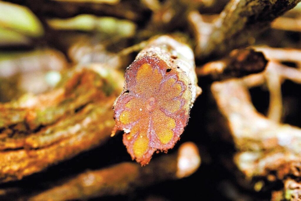 DMT na Ayahuasca pode impulsionar a geração de neurônios, revelam estudos