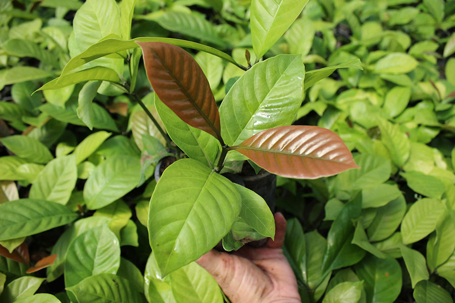 Nova Lei Valoriza Café do Amazonas em Compras Públicas