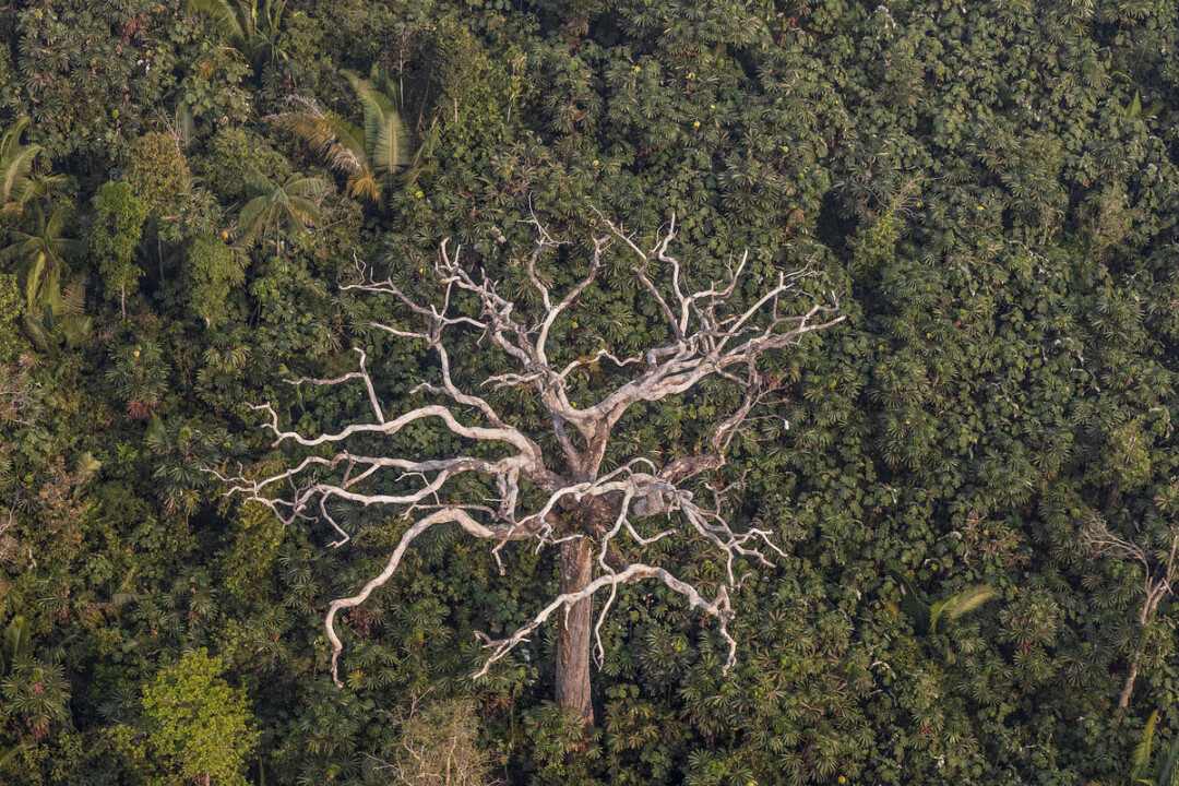 Área Protegida no Amazonas Supera Tamanho do Uruguai, Mas Fiscalização é Desafio
