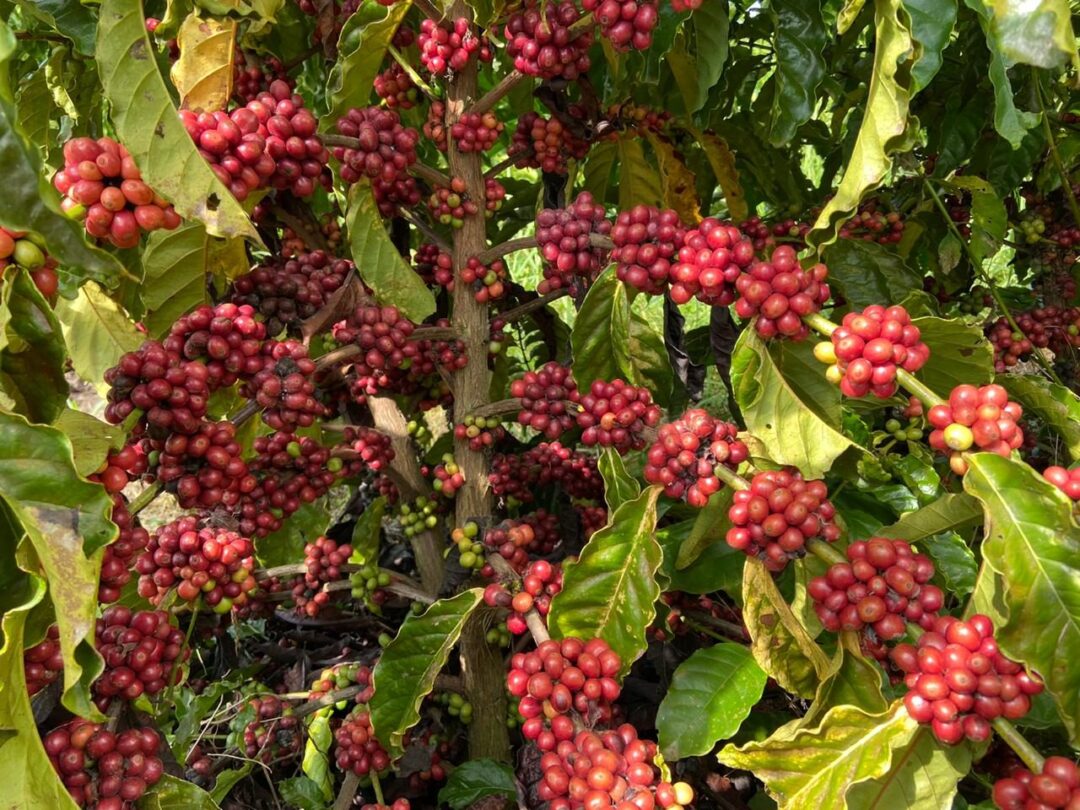 Cooperativa de Rondônia transforma robusta amazônico em café premiado