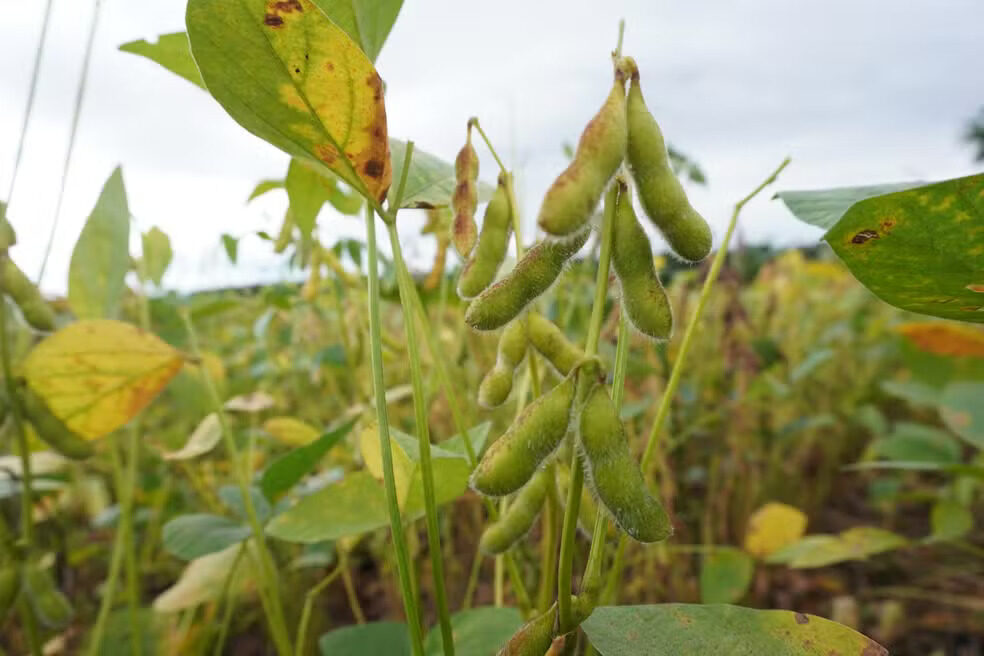 Seca em Roraima pode reduzir colheita de soja em até 50%