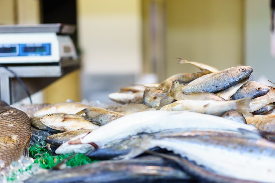 Estudo revela queda de grandes peixes e aumento de menores na pesca amazônica