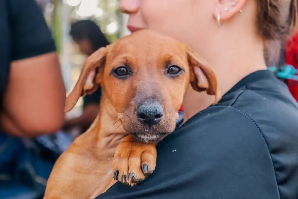Cuidados essenciais para pets no verão amazônico