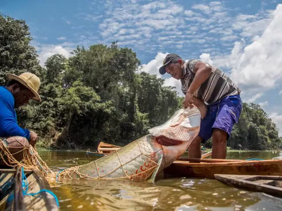 Conab e MMA anunciam primeira chamada do PSA Pirarucu no Amazonas