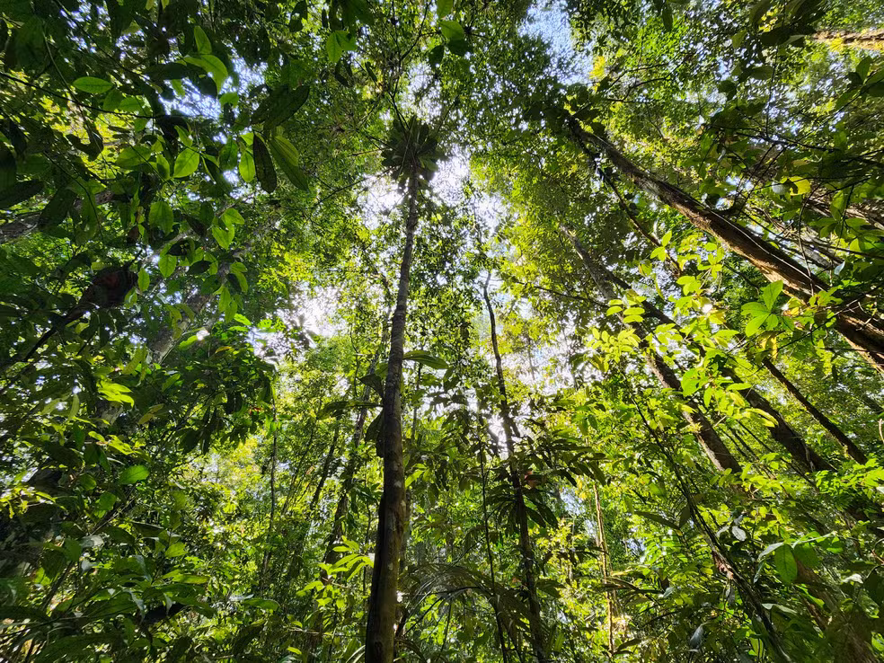 Amapá apresenta baixo desmatamento e é destaque positivo na Amazônia