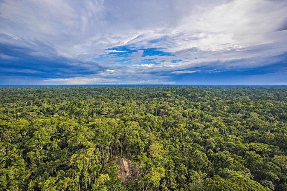 Estudo destaca dependência de animais na reprodução de árvores da Amazônia