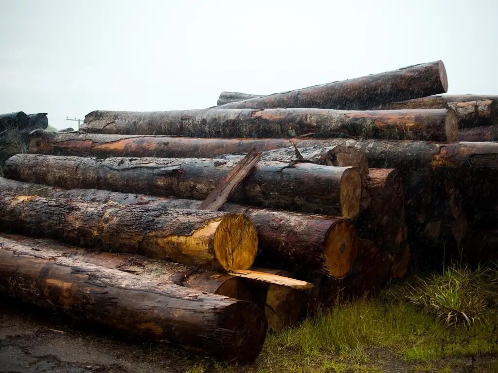 Mato Grosso lidera produção de madeira nativa na Amazônia entre 2010 e 2023