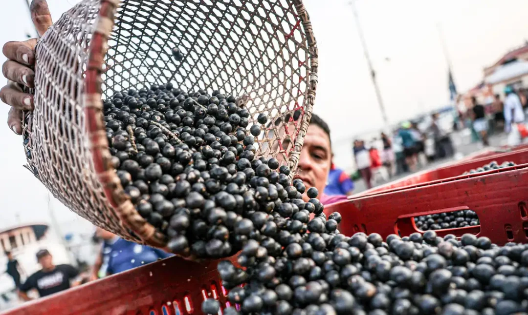 Idesam oferece bolsas para impulsionar bioeconomia na Amazônia