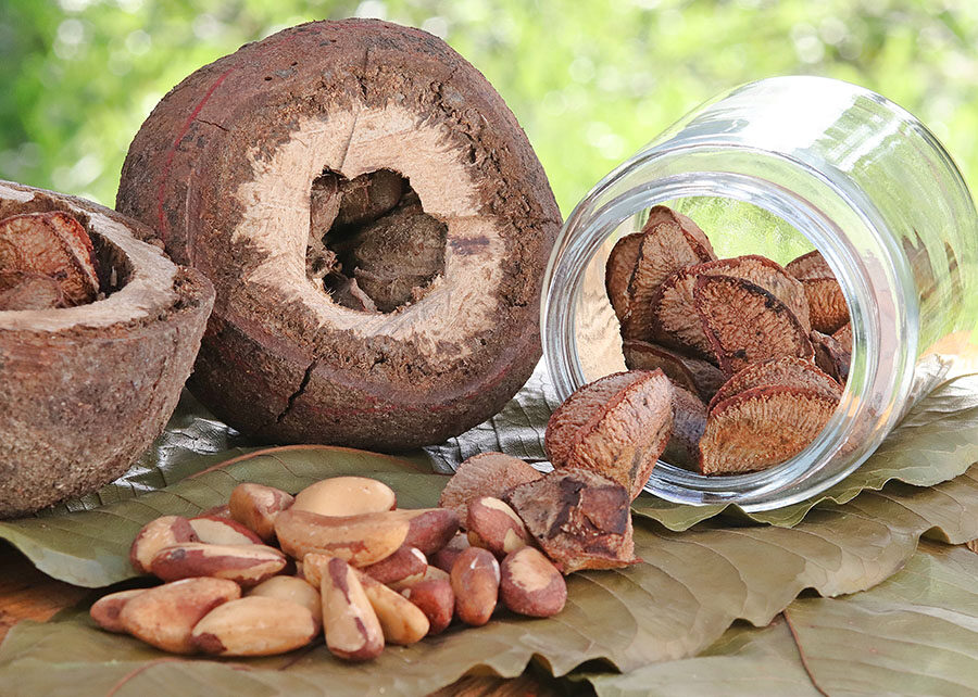 Indígenas Cinta Larga entregarão 2 toneladas de castanha-da-Amazônia ao CRAS