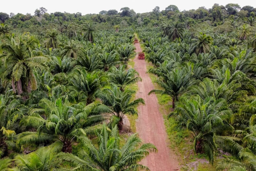 Pará lidera produção de dendê no Brasil, revela estudo da Fapespa
