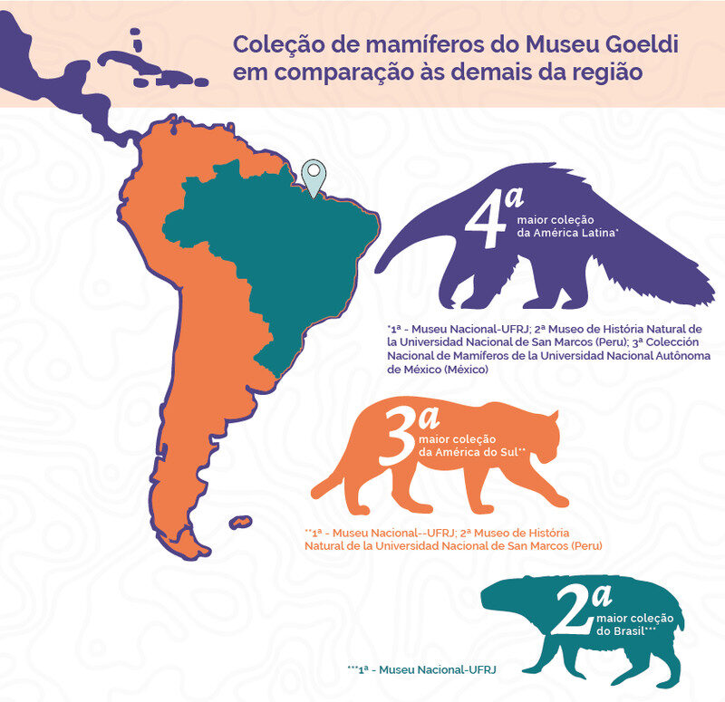 Museu Goeldi é referência com a terceira maior coleção de mamíferos da América do Sul