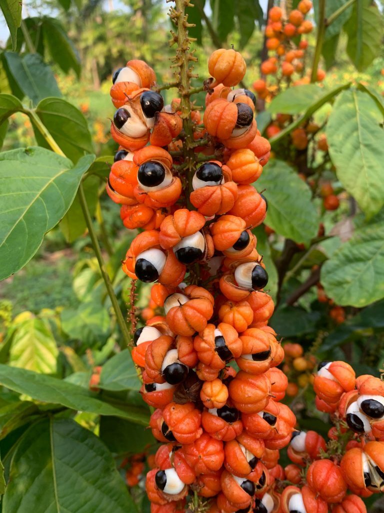 Açaí e Guaraná do Amazonas são reconhecidos entre as melhores frutas do mundo