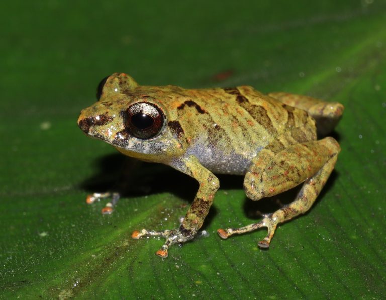 Descobertas de Novas Espécies na BR-319 Revelam Riquezas da Amazônia