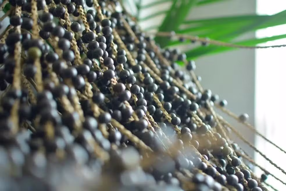 Setor agrícola do Amapá fatura R$ 270 milhões em 2025, com destaque para o açaí