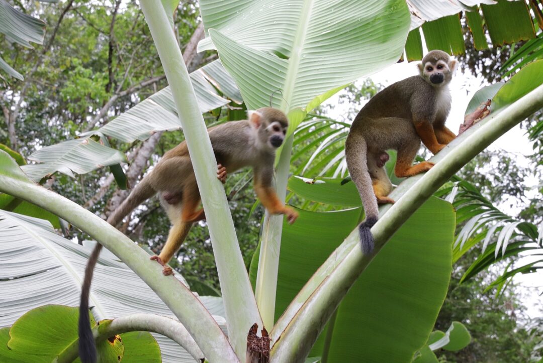 Embrapa promove imersão na biodiversidade em Belém com floresta urbana