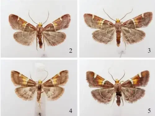 Cientistas homenageiam Papa Leão XIV com nova mariposa na Grécia