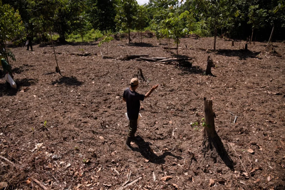 Muvuca de Sementes: Aliança entre Tradição e Ciência no Amazonas