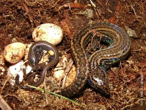 Descoberta de nova espécie de lagarto enriquece biodiversidade de Cajamarca