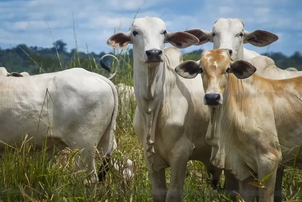 Produtora de Roraima Adota Inseminação Artificial para Expandir Rebanho