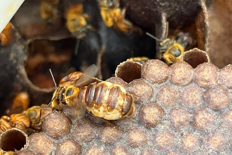Ameaça à biodiversidade: perda de habitat das abelhas em Belterra