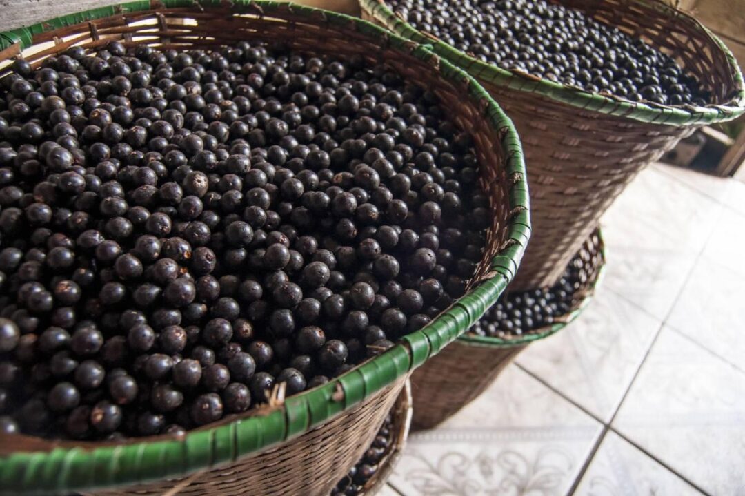 Uso do Caroço de Açaí em Painéis MDF Ecológicos é Apresentado em São Paulo