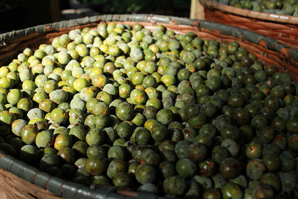 Açaí tem genoma sequenciado por pesquisadores da Amazônia pela primeira vez