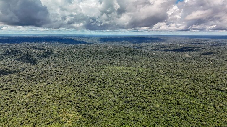 Resultado Final da Chamada Pública Florestas e Comunidades é Divulgado