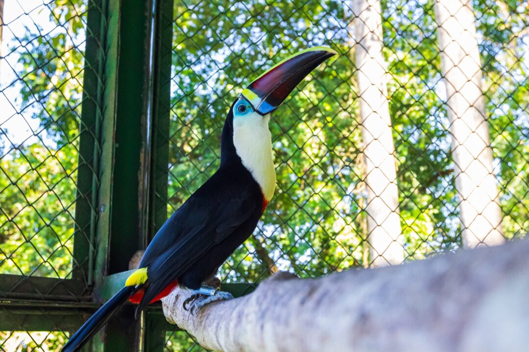 Aves Silvestres Retornam à Natureza em Manaus Após Reabilitação