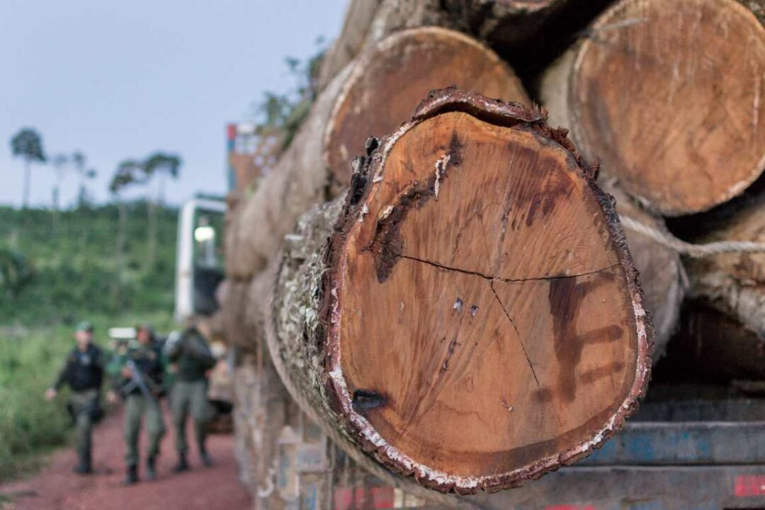 Estudo da USP usa isótopos para combater a madeira ilegal na Amazônia