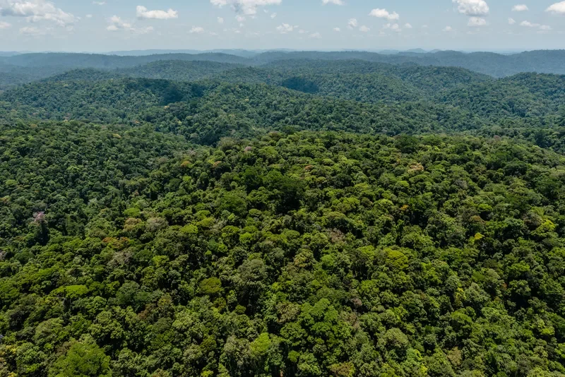 Tarifa dos EUA cita dados do desmatamento na Amazônia sob Bolsonaro
