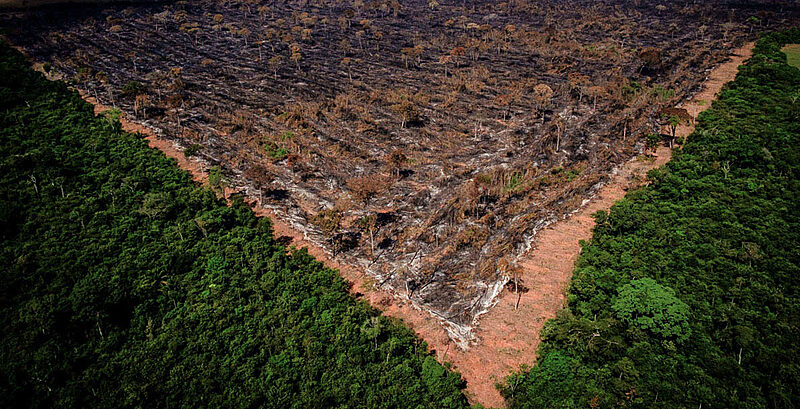 Fim da Moratória da Soja pode aumentar desmatamento na Amazônia em 1,4 milhão de hectares