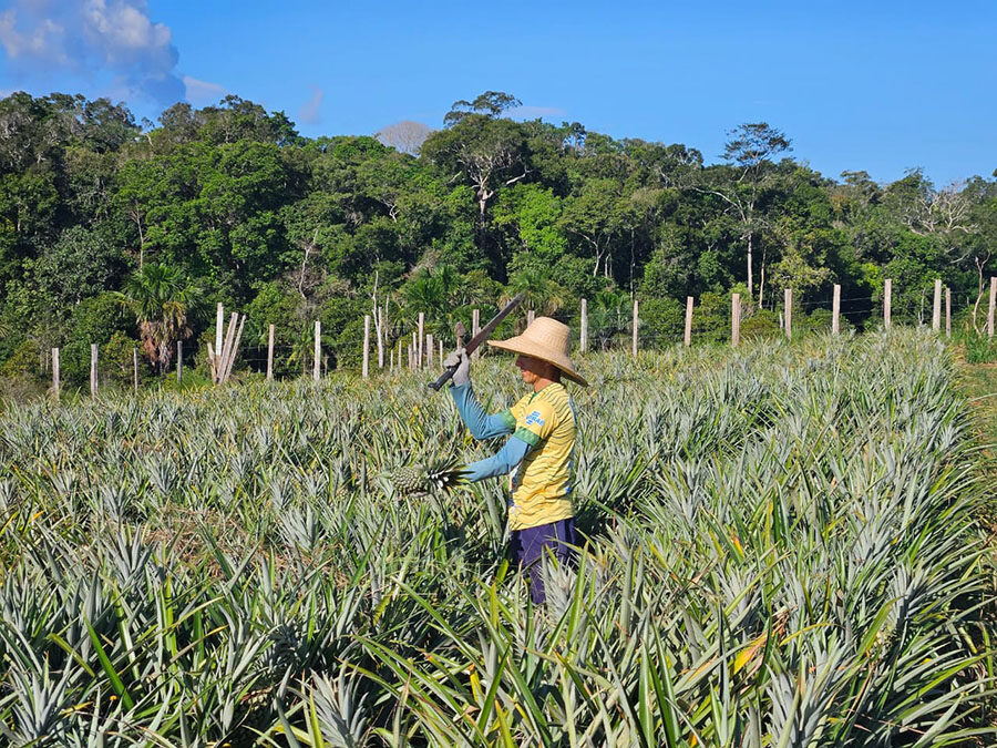 Embrapa lança nova edição sobre cultivo de abacaxi no Amazonas