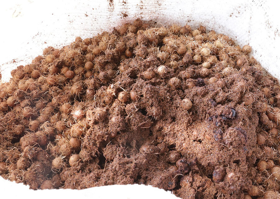 Nanofertilizante de caroço de açaí potencializa crescimento de milho e sorgo