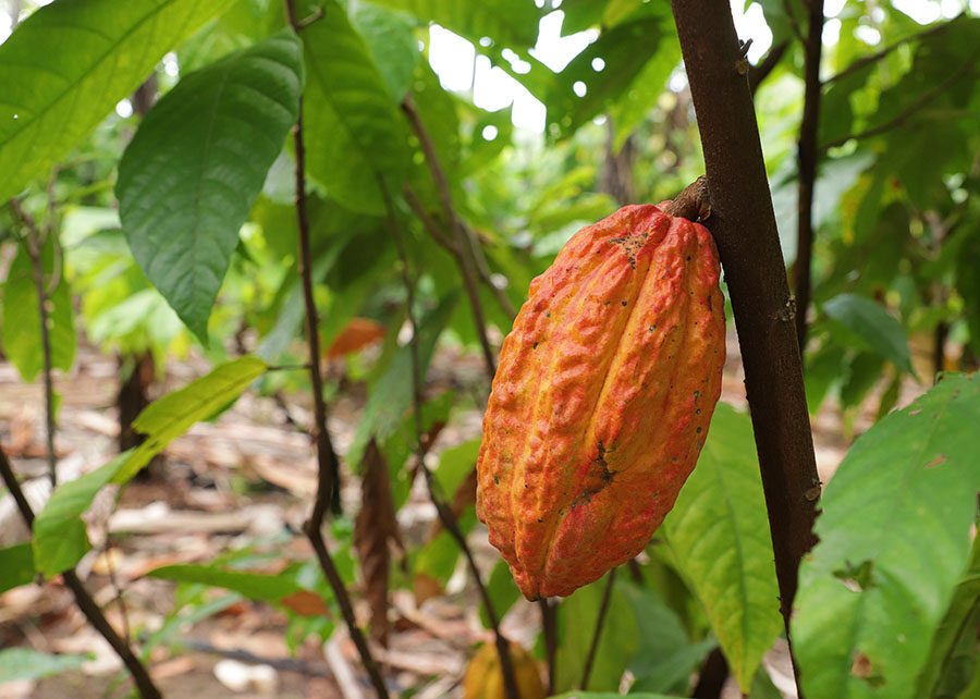 Cultivo de Cacau Gera Renda e Preserva Diversidade no Rio Madeira