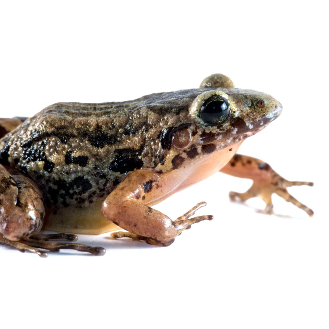 Nova rã é descoberta em florestas alagadas do Acre
