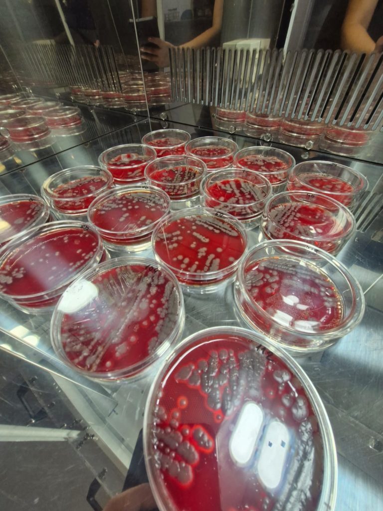 Estudo revela potencial do extrato de pariri contra infecções em peixes