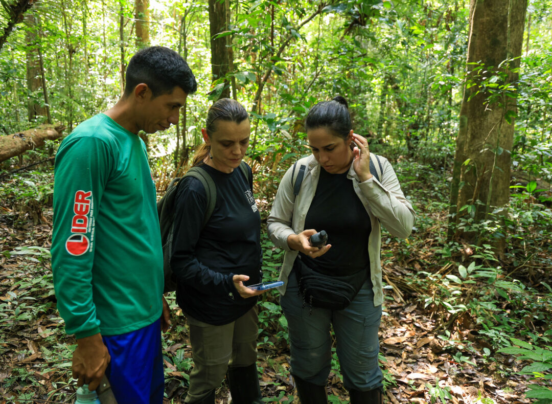 Iniciativa busca fortalecer manejo da castanha na Flona de Caxiuanã
